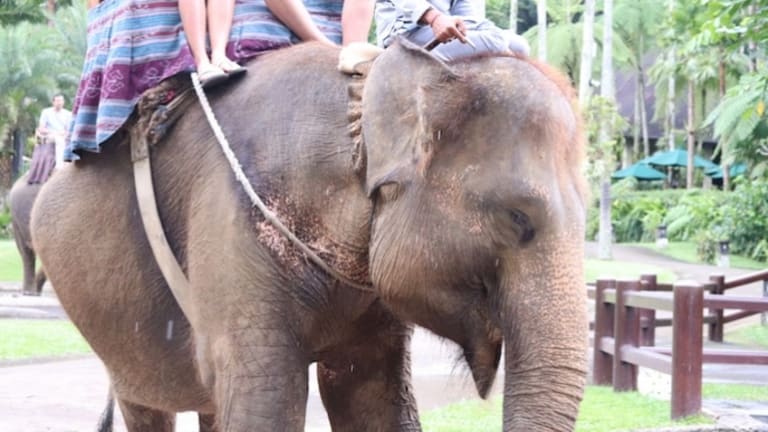 Elephant Park: Selfie with a Giant, a Lifetime of Misery