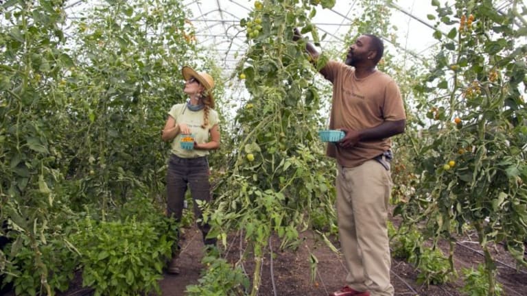 Chicago Leads the Fight for Food Justice by Building Innovative Local Food Ecosystems