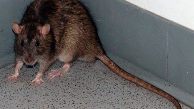 A Coup: The Only Option for a Cornered Rat?