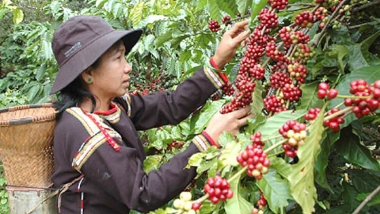 Is Your Coffee Habit Causing Climate Change?