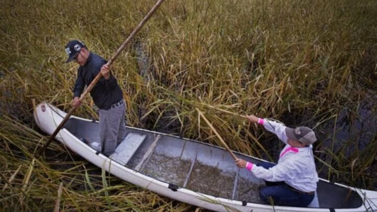 The Rights of Wild Rice