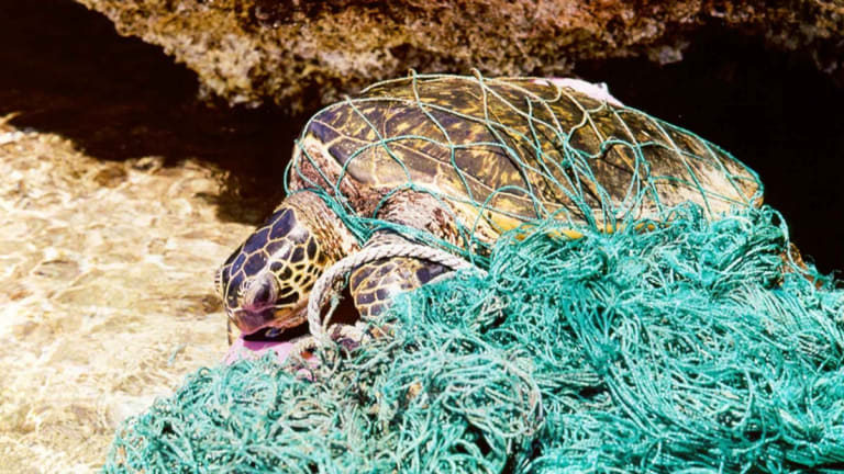 Fishery Management Fails: Congress Attacks Oceans