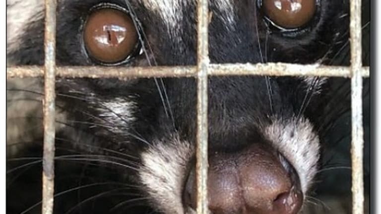 World’s Most Expensive Coffee Requires Animal Cruelty…