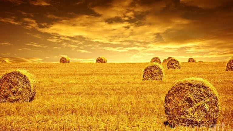 Food Politics: The GMO Conspiracy