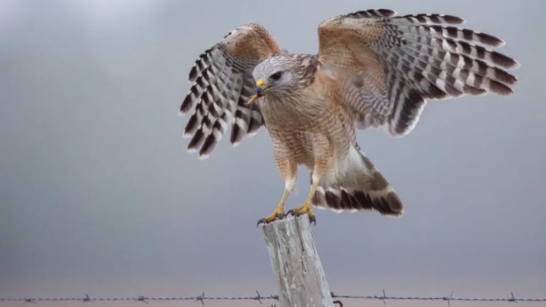 Hawks and Doves, Words and War