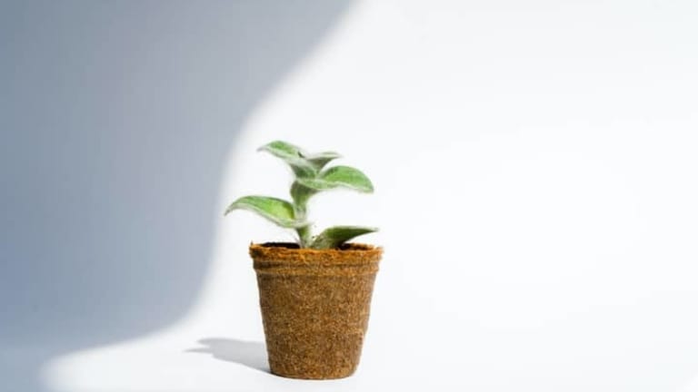 Simple Tips for Going Green