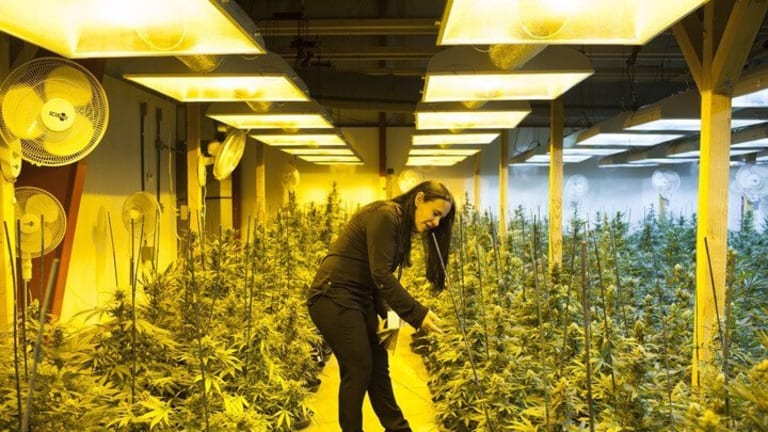 War on Weed: Monsanto, Bayer, and the Push for Corporate Cannabis