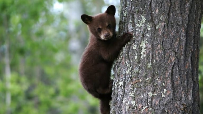 Bears Don’t Hate Us, So Far