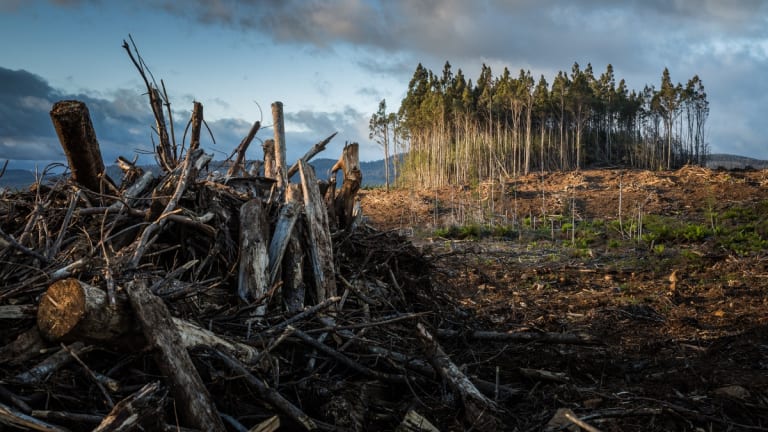 Climate Change and Thomas Berry: A Regretful Reflection