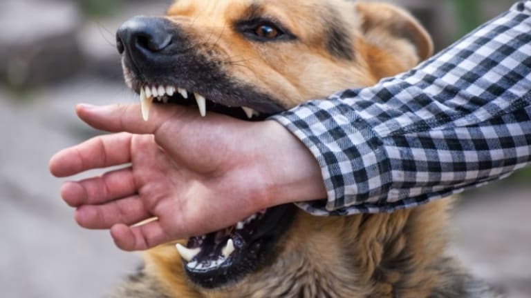 I Was Attacked By a Dog: What Should I Do?