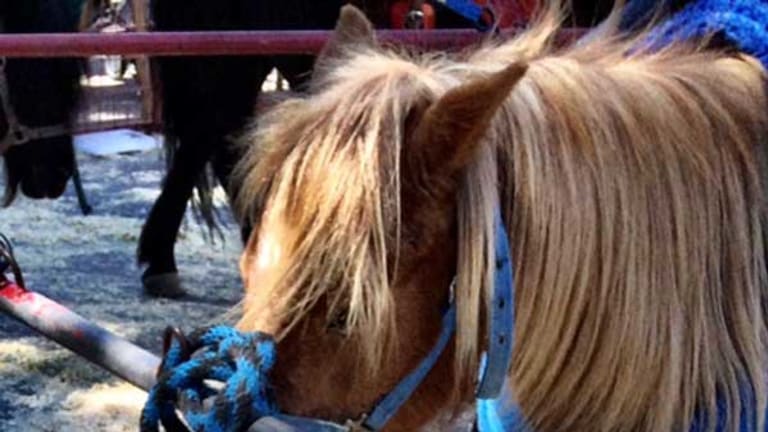 Santa Monica City Council to Decide Whether to Free the Ponies