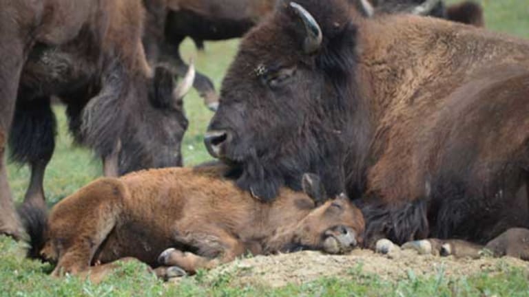 Compassion for the Wild Horses of North Dakota
