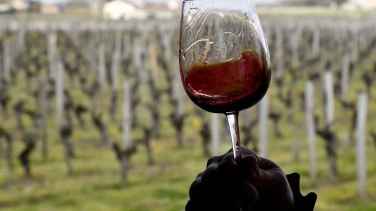 Sustainable Wine Is Less Damaging to the Environment, But How Can You Spot It?