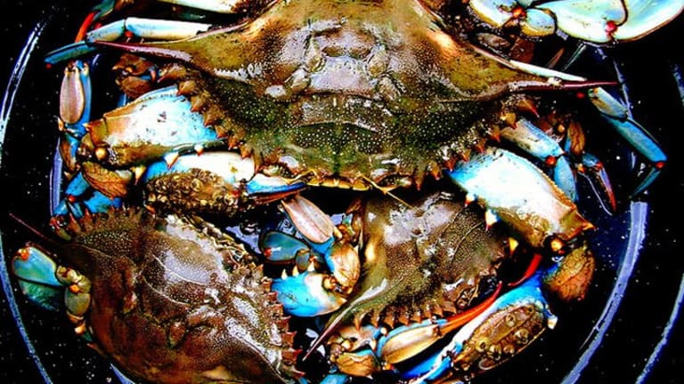 Killing Crabs and Arabs