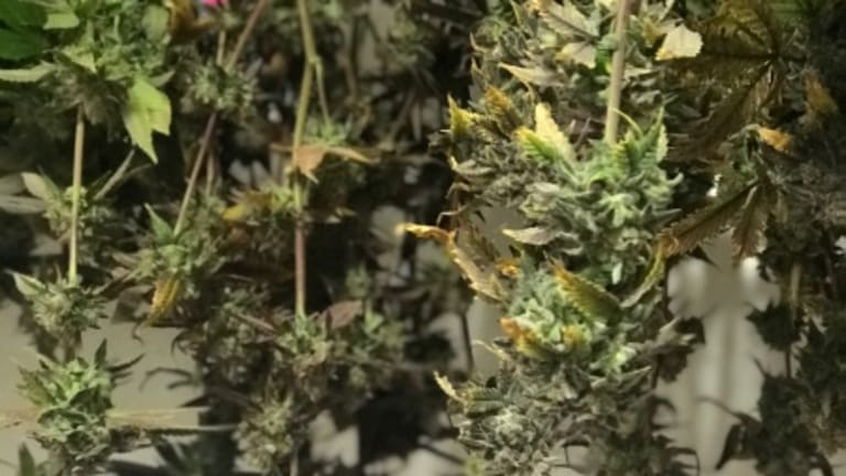 Is Cannabis Medicine? "Just Say No" Say Six States