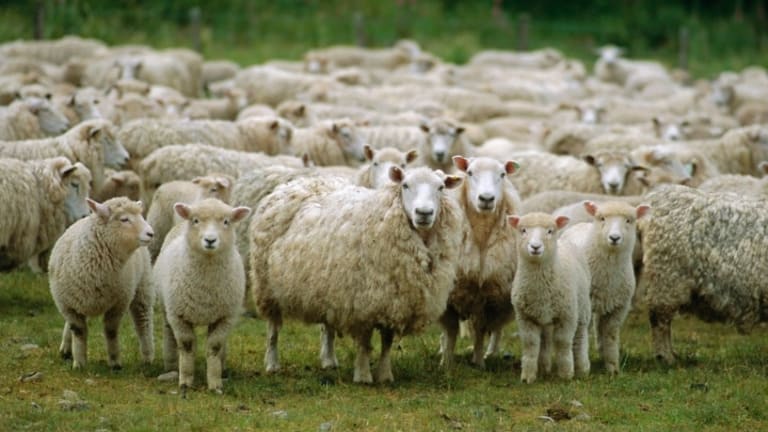 Revolutionary Group Dynamics