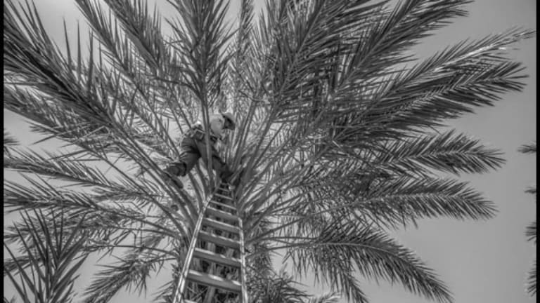 Work and Poverty in the Date Palms