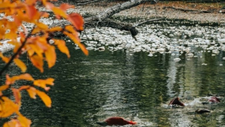 Heal Salmon Nation: Local Solutions, Collective Crises