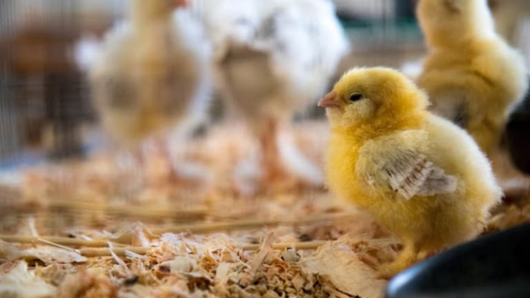 The Race to a More Humane Egg Heats Up