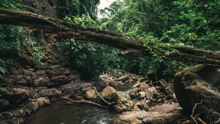 Game of Thieves in the Amazon