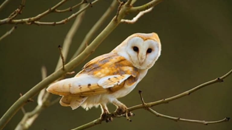 Returning Home? Hear the Cries of Barn Owls
