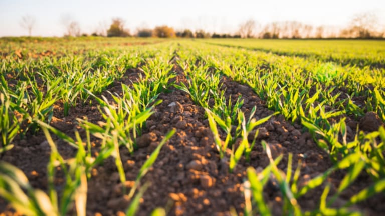 Food System Fragility and How to Localize It