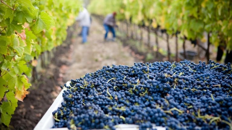 A Just Recovery for Sonoma Vineyard Workers?