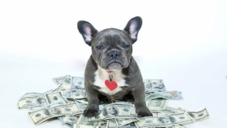 What’s the Cost of Pet Insurance Today?