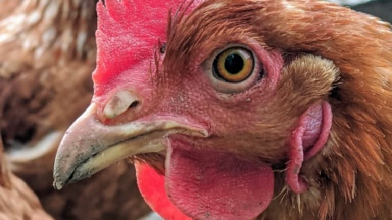 USDA Sued Again—Why?