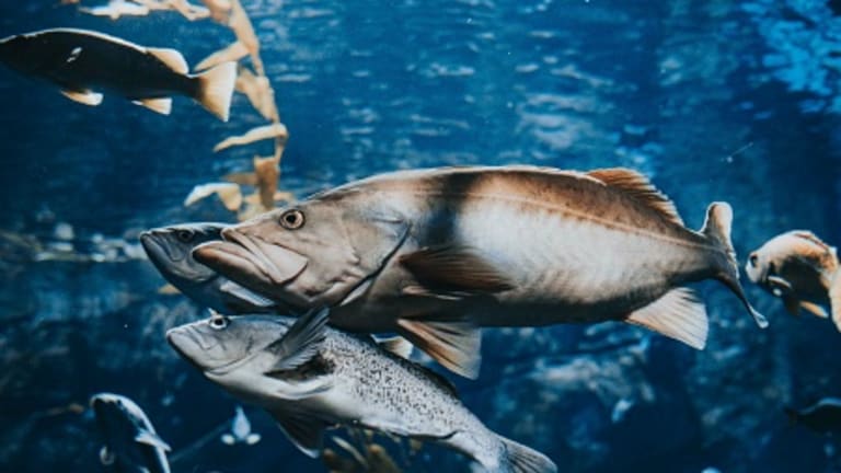 Live in the Pacific Northwest? Salmon Can Be a Big Part of Who You Are