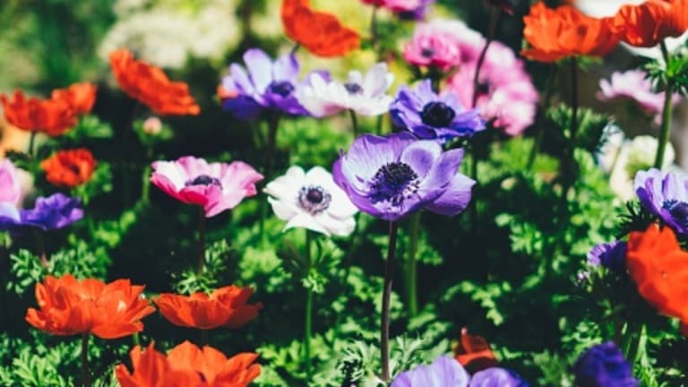Lessons from a War-Torn Garden