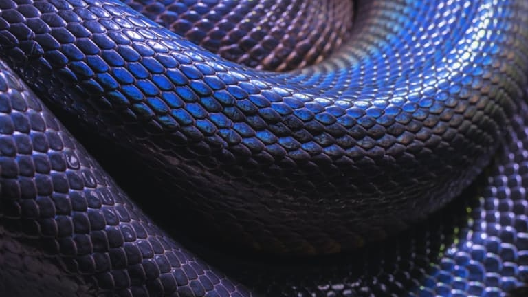 A Snake Doesn't Have to Bite You to Be a Snake