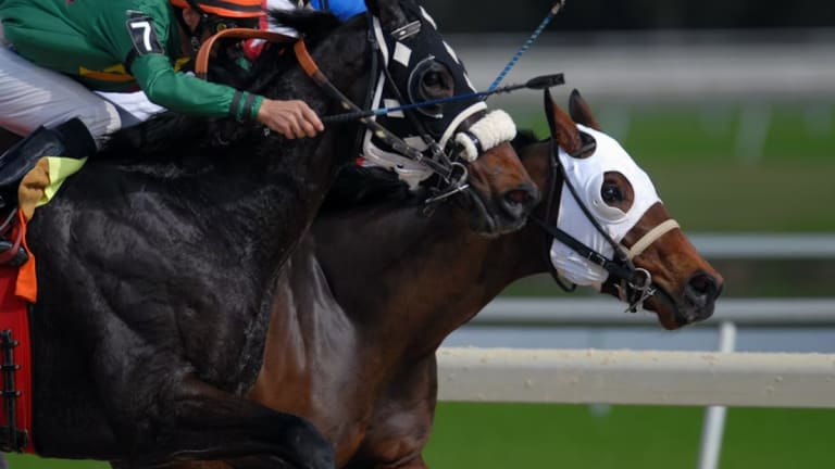 Aiming for Victory: A Comprehensive Guide For Horse Conditioning
