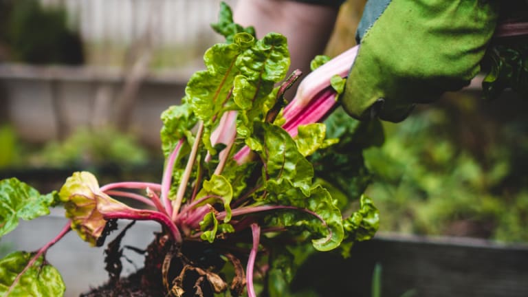 Is Organic Regenerative Farming Still Key for Our Sustainable Future?
