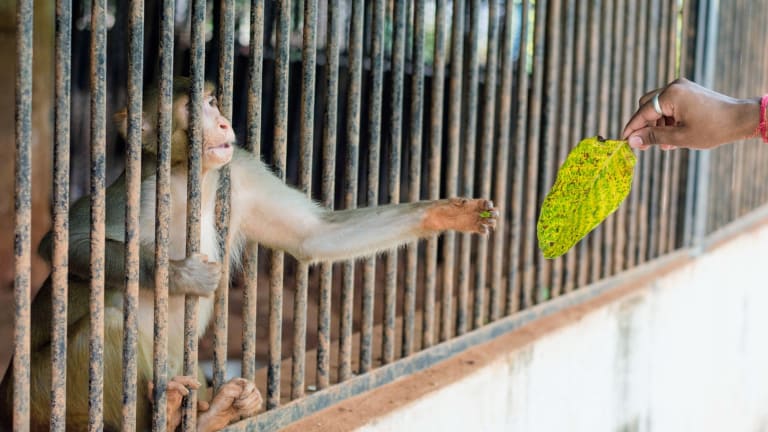 The Zoo: Humanities Delusion on Display