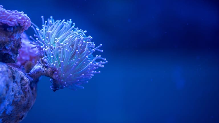 Coral-Algal Symbiosis: Hope for Bleached Coral Reefs