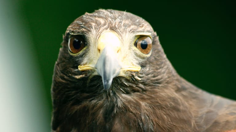 Human-Hawk Relationship Building and the Art of Connection