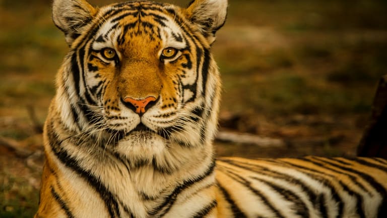 Roadbuilding Campaigns Threaten Apex Predators