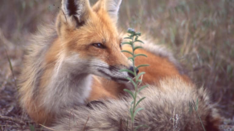 How I Found Myself Befriending a Wild Fox