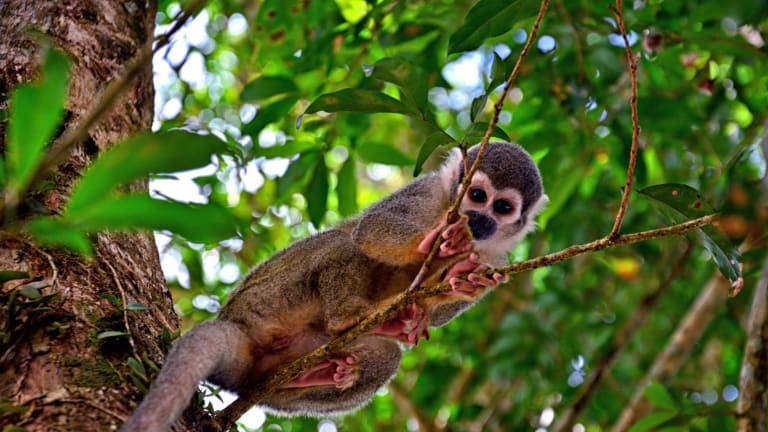 Balancing Constitutional Limitations with the Rights of Nature