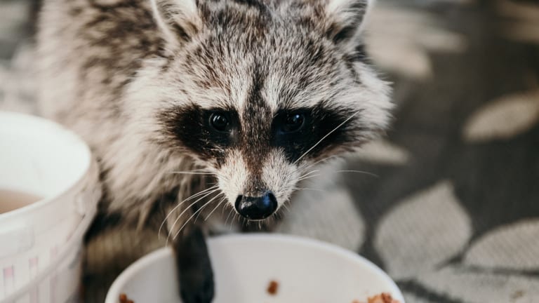 Queries: When Raccoons Eat Your Cat's Food