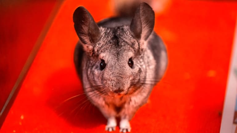 How USDA Fails to Enforce the Animal Welfare Act