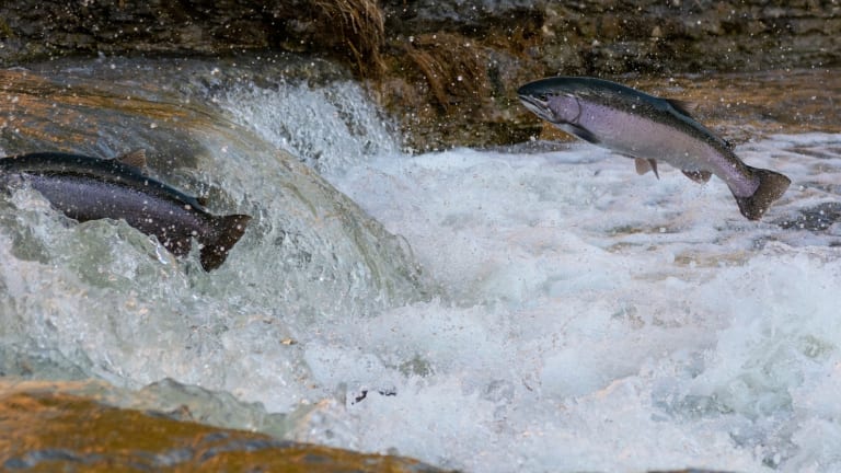 Trans Mountain Pipeline Threatens Salish Sea