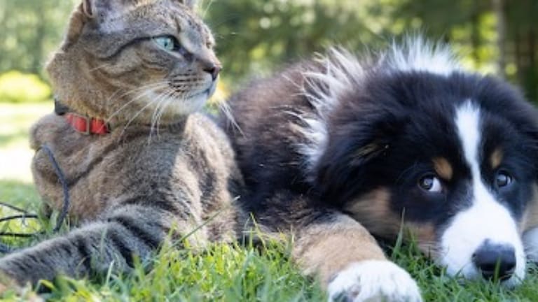 What to Do If Your Pet Becomes Ill or Injured