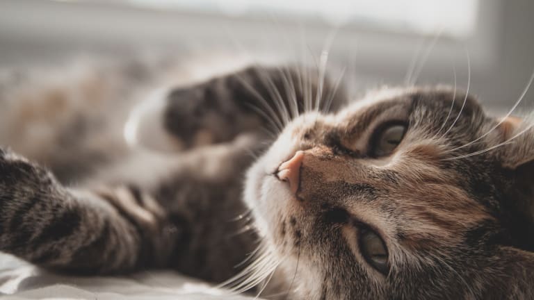 Avoiding fleas for cat owners in Los Angeles