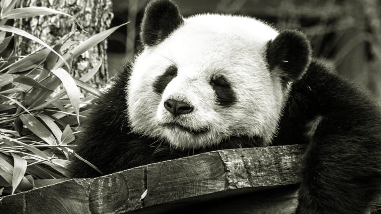 Zoo Troubles: The Plight of Two Pandas Lays Bare the Flaws