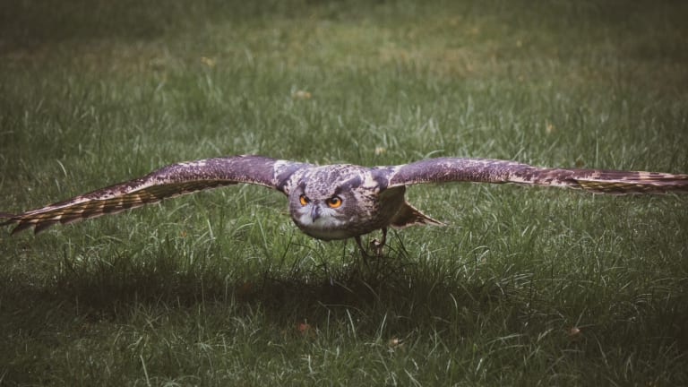 Animal Ingenuity, Human Welfare: What Owls Can Teach Humans