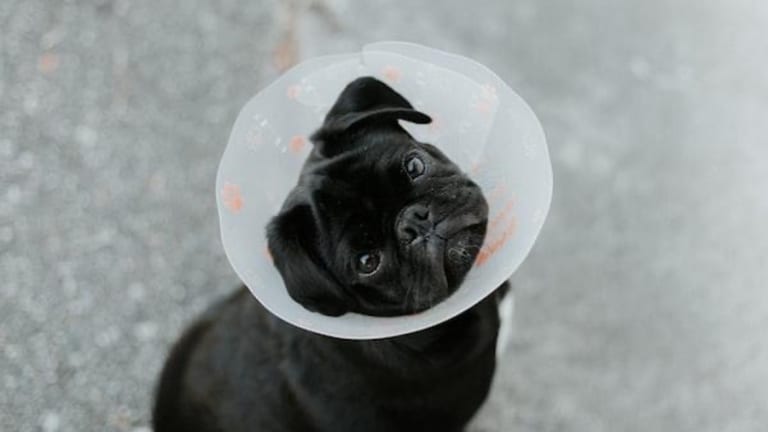 The Ultimate Guide to Caring for a Dog