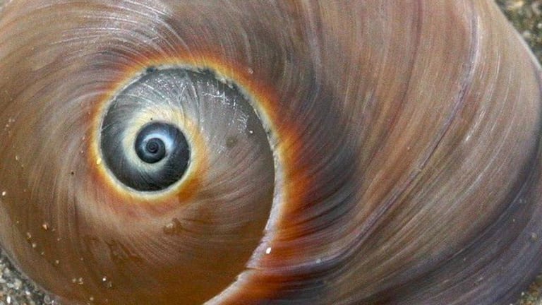 Weaving the Dialectical Spiral into Individual Development: From Robert Kegan to Lev Vygotsky