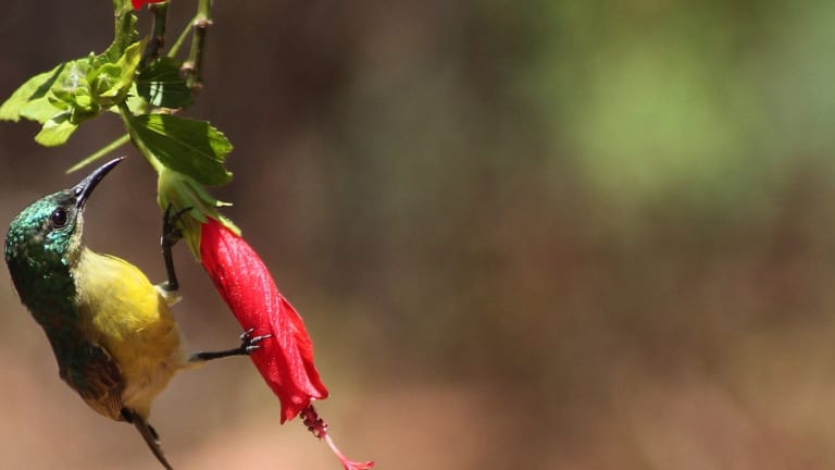 Though Healthy Ecosystems Need Birds, Billions Fatally Strike Our Windows Every Year